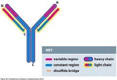 DNA methylation 1 & 2 = Sean 3 & 4 = Maggie Brief Review: Immunology Genome rearrangement Mammalian immune system has many components Lymphocytes differentiate into components B lymphocytes