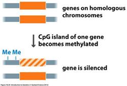 Genomic Imprinting and methylation One of a pair of genes is silenced Genomic Imprinting and methylation Imprint control elements (close to imprinted genes) mediate methylation of
