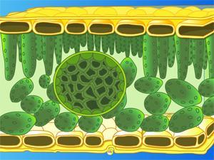 Thylakoids contain green pigments, called chlorophyll, which trap solar energy.
