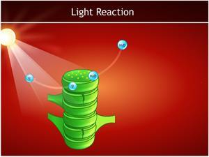 Light reaction occurs in the grana of the chloroplasts. Using light energy, water molecules split to release oxygen.