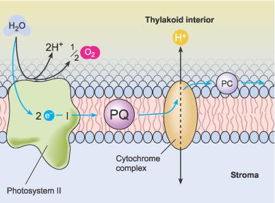 Chemiosmosis and ATP synthesis The components of non-cyclic phosphorylation are found in the thylakoid membranes of the chloroplast.