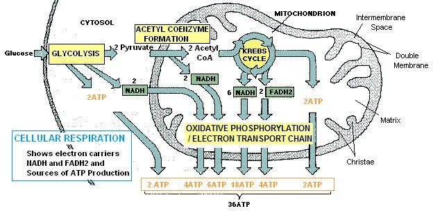 Location of Cell Respiration In prokaryotes: in the cytoplasm and on the cell membrane In eukaryotes: Cytoplasm: glycolysis