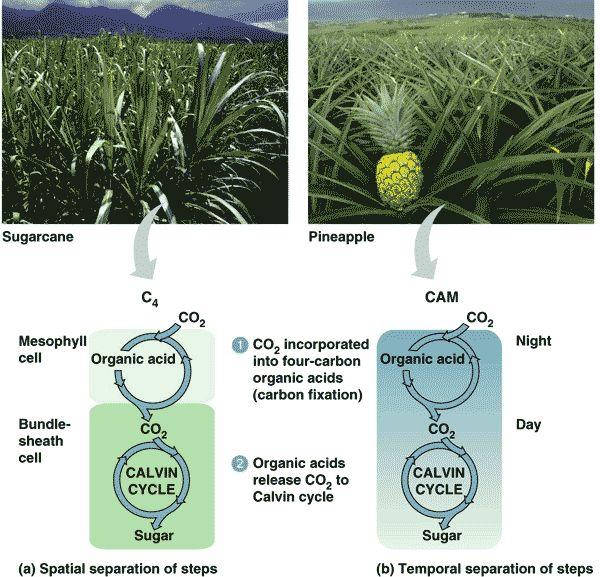Adaptations for Photosynthesis: C4 and CAM These help plants avoid photorespiration: fixation of O2 instead of CO2 CAM: temporal separation of carbon fixation Calvin