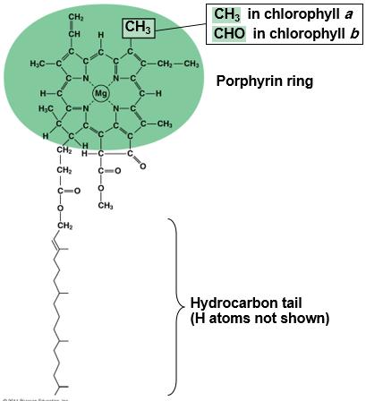 11 لجان الد فعات/تلخيص علوم حياتية 101 the photo shows the difference between chlorophyll a & chlorophyll b.