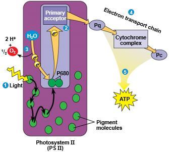 A photon hits a pigment and its energy is passed among pigment molecules until it excites P680. IV.