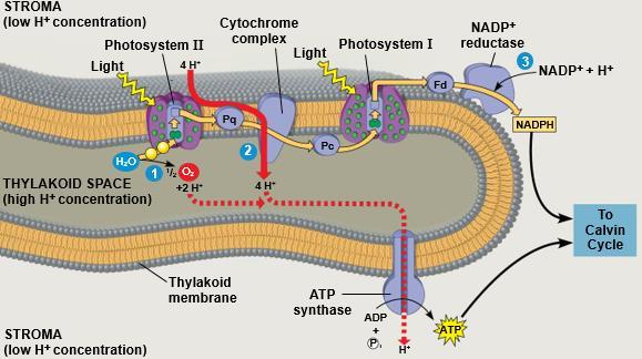 17 لجان الد فعات/تلخيص علوم حياتية 101 ATP and NADPH are produced on the side facing the stroma, where the Calvin cycle takes place.