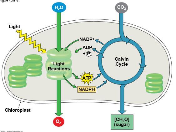6 لجان الد فعات/تلخيص علوم حياتية 101 So as a summary for the light reaction: 1. Light energy is initially converted to chemical energy in the form of 2 components: 1) NADPH a reducing power. 2) ATP.