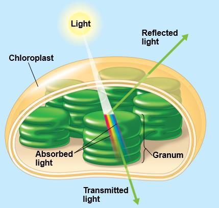 9 لجان الد فعات/تلخيص علوم حياتية 101 2) Photosynthetic pigments: the light receptors When light meets matter, it may be reflected, transmitted, or absorbed.