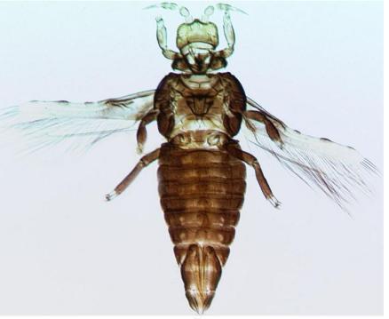 Thrips: Surrogates Invaded range Two spp thrips