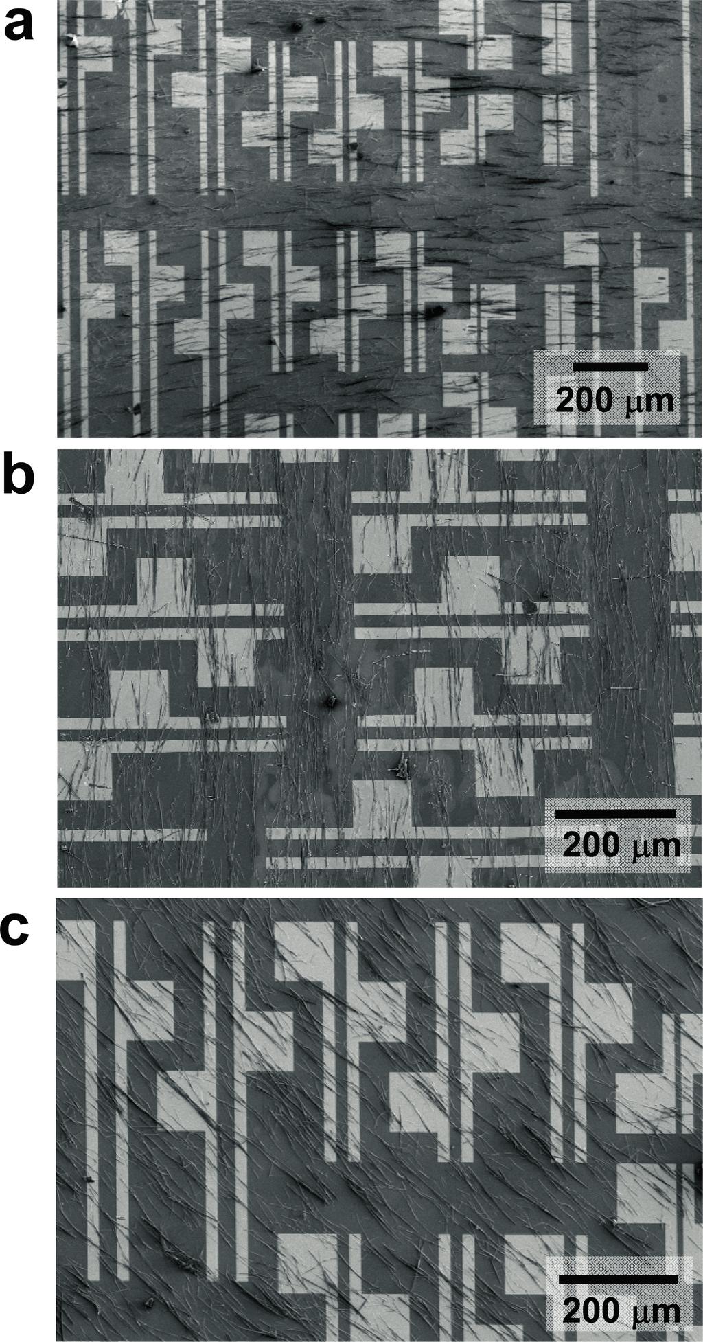 Fig. S8. SEM images of BPE-PTCDI MWs transferred onto bottom-contact SiO2/Si substrates by FAT method. (A and B) MW alignment parallel to channel length.