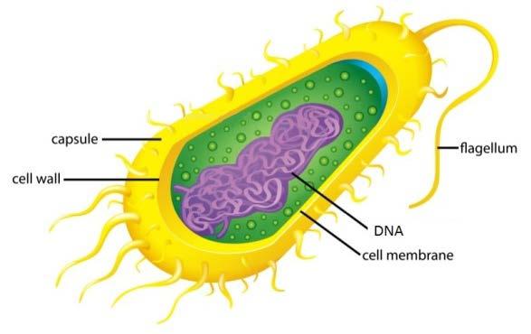 Part of cell Function (what it does) Plant, animal or both Cell wall Support and shape. Plant Cell membrane Controls what goes in and out of cell.