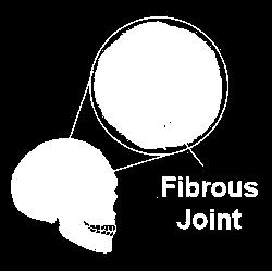 An individual bone has: a strong dense outer layer spongy layer bone marrow where the blood cells are made Joints Joints are where two or more bones meet.