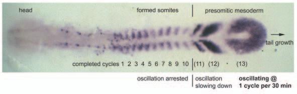 Figure 1. Top view micrograph of formed and forming somites in a zebrafish embryo. The embryo is at 10-somite stage, stained by in situ hybridization for deltac mrna.