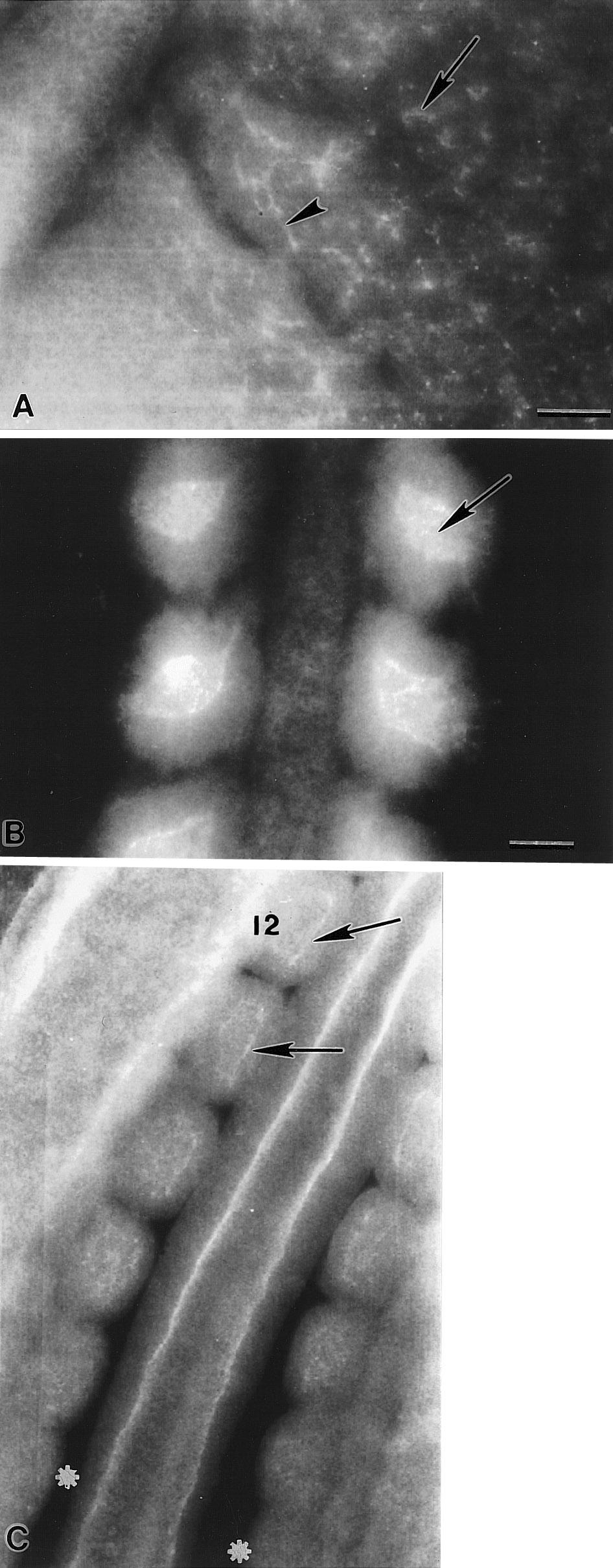 90 Linask et al. ecules, a polyclonal antibody against N-CAM was also used for treatment of embryos. Normal somitogenesis resulted (see Fig. 8).