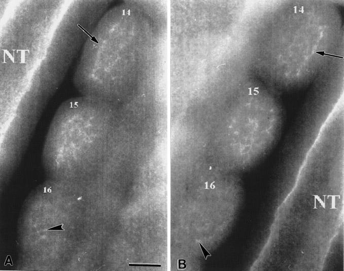 92 Linask et al. FIG. 5. Comparison of N-cadherin (A) and -catenin (B) localization in somites 14 16 of a 16-somite embryo.