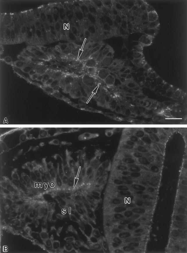 Morphoregulation of Somitogenesis 93 FIG. 6. Cross sections of stage 12 embryos (12 13 somites) sectioned transversely through the somite regions and stained for -catenin.