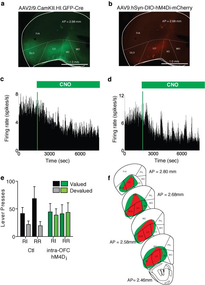 Gremel et al., supplementary material 23 Supplementary Figure S11. Chemicogenetic inhibition of OFC projection neurons via hm4d i receptor activation during outcome revaluation testing.