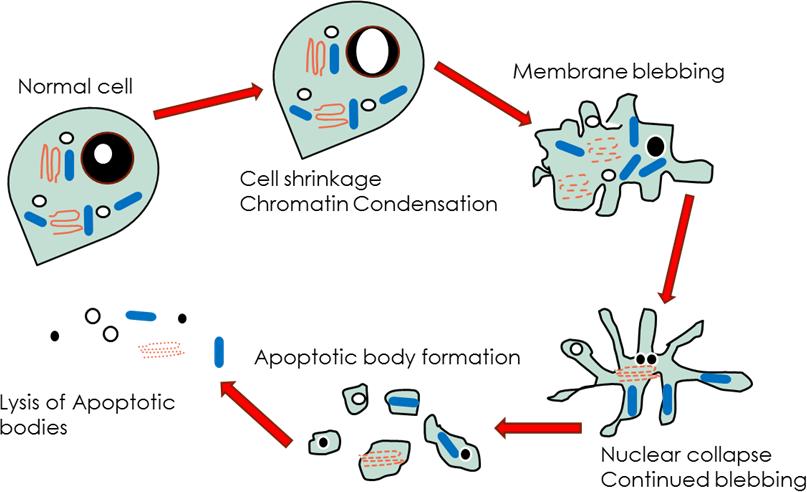 Apoptosis also occurs during embryonic development.