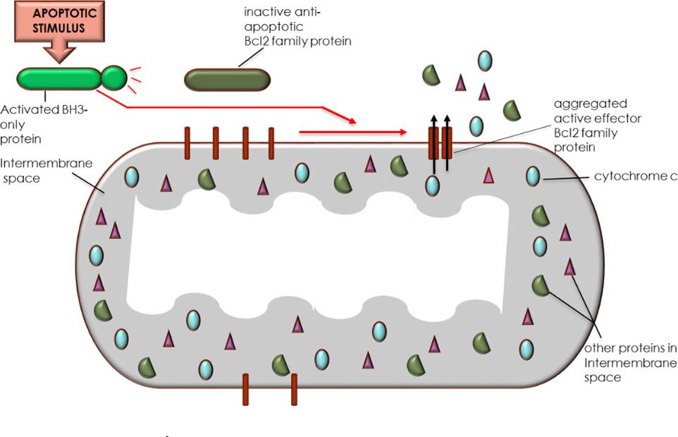 mitochondrial outer membrane even in the absence of an apoptotic signal.