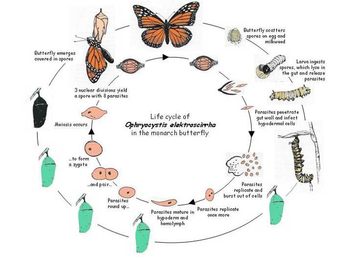 Relationship 2: Monarch and Ophryocystis elektroscirrha (OE) The life cycle of the protozoan, Ophryocystis elektroscirrha (OE) is very closely related to the life cycle of the monarch butterfly,