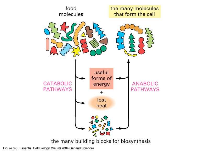 Anabolism & Catabolism are linked Food eaten Useable energy +