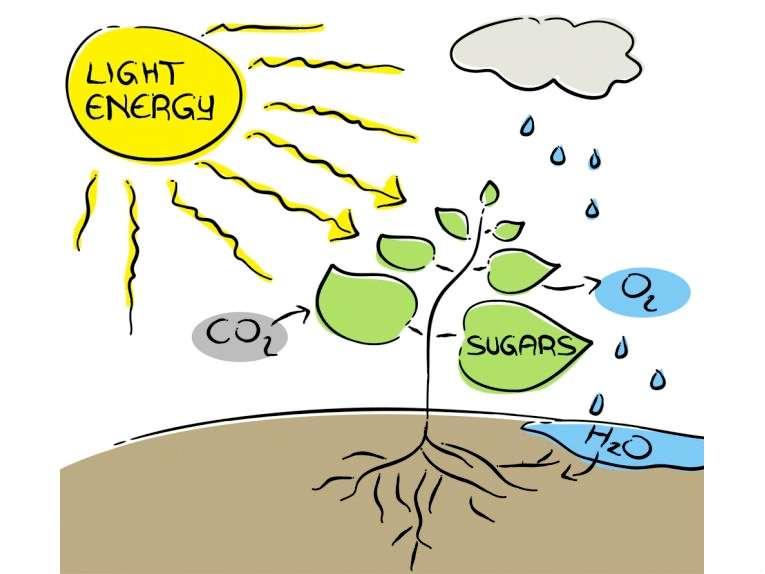 Photosynthesis makes energy available to organisms