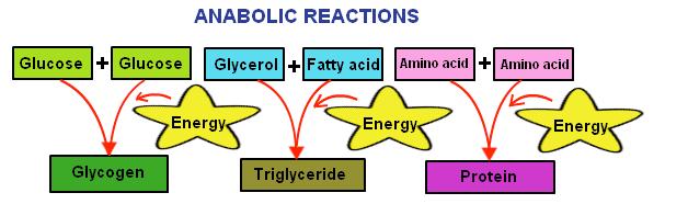 Metabolism includes anabolic rxns