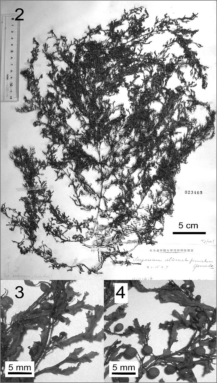 March, 2012 Shimabukuro et al.: Sargassum alternato-pinnatum from Taiwan A B C Figs. 2. Holotype specimen of Sargassum alternato-pinnatum Yamada.