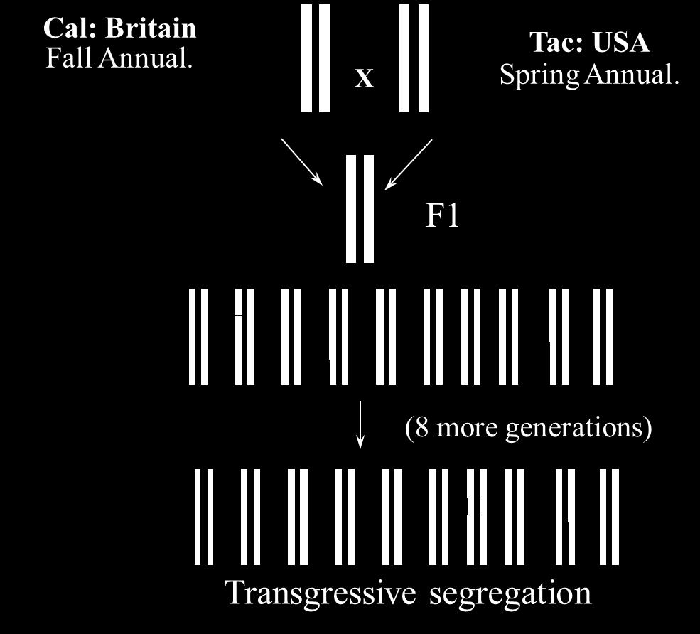 Homozygous individuals from two divergent natural populations are crossed to produce a heterozygous F1.