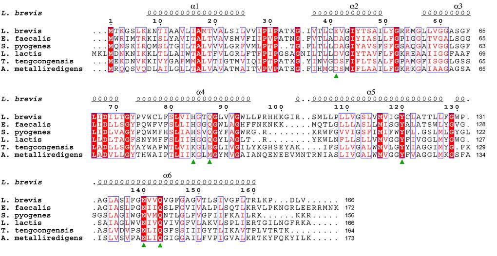 Supplementary Figure 10 Sequence alignment of the putative Hmp-binding component EcfS from L. brevis with representative homologues from other bacterial species.
