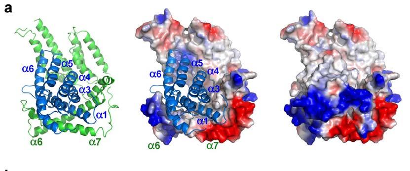 Supplementary Figure 11 The interface between the substrate-binding component EcfS and the energy-coupling component EcfT. a, Three representations of the EcfS-EcfT subcomplex.
