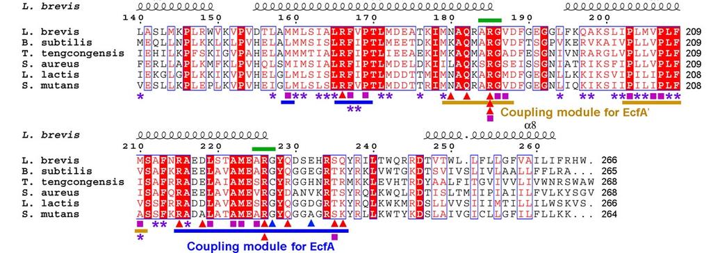 Residues that interact with EcfA/A through van der Waals contacts are indicated by magenta squares.