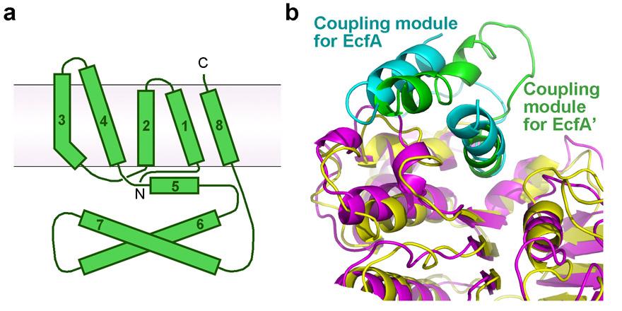 Supplementary Figure 6 Topology and coupling elements of the energy coupling module EcfT. a, Topology diagram of EcfT. EcfT exhibits a previously unreported protein fold, which we term the ECF fold.