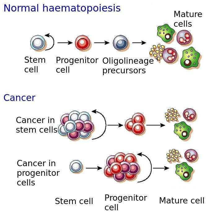Motivation Haematopoiesis: Formation of blood cellular components Erythropoiesis: Formation of