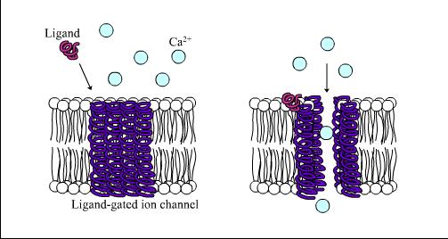 Ion Dynamics Ion Channels Tunnels within the cell membrane, which can be opened or closed Triggered by input
