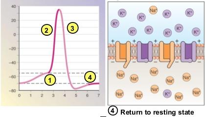 Getting Back to Resting Potential Various