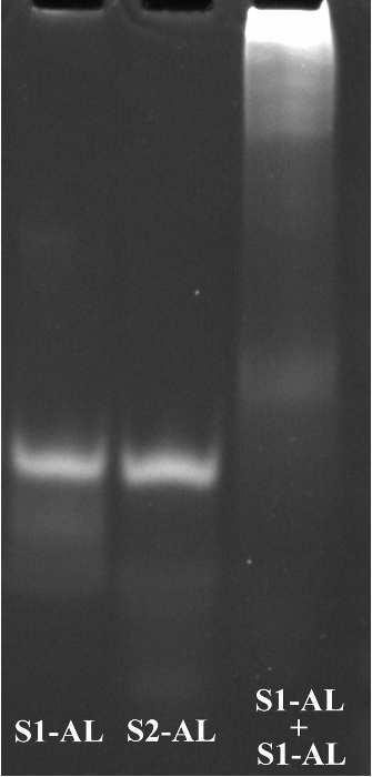 Figure S2 Polyacrylamide gel electrophoresis characterization of the generation of DNA micronet-carrier.