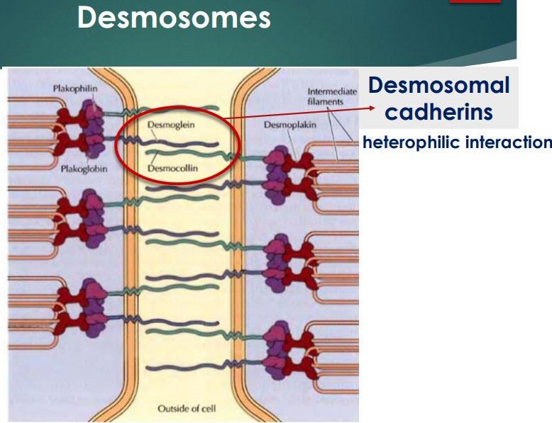 tight junctions What creates different types of Desmosomes?