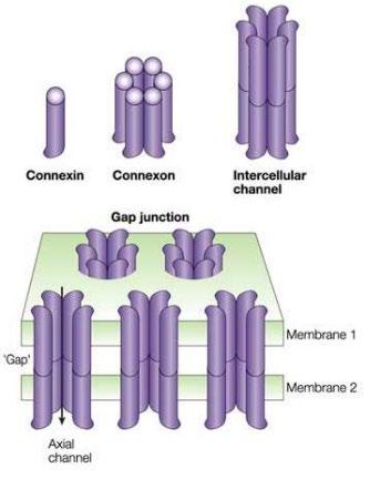 Gap junctions - They provide direct connections between the cytoplasms of adjacent cells as open channels allowing limited movement of molecules like ions and small molecules (<1000 Da) including