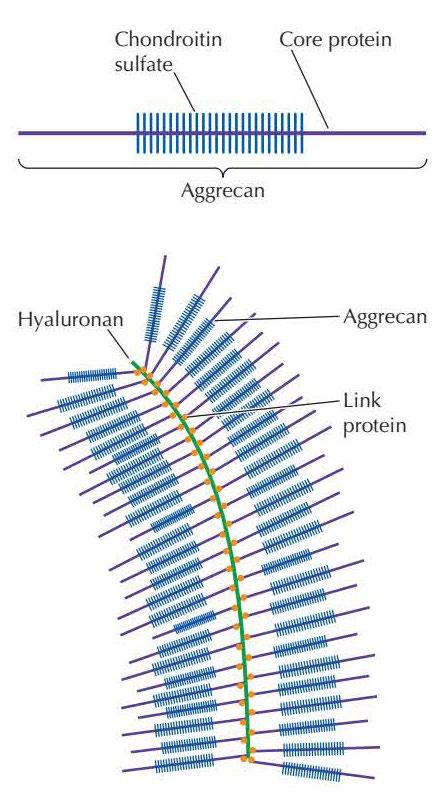 There are different types to proteoglycans: Aggregan and hyalronan Aggrecan is a large proteoglycan consisting of more than 100 chondroitin sulfate chains joined to a core protein.