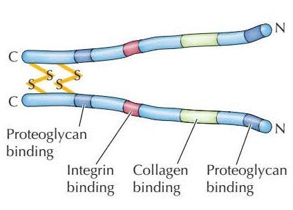 Matrix adhesion proteins Fibronectin Fibronectin: the principal adhesion protein of connective tissues.