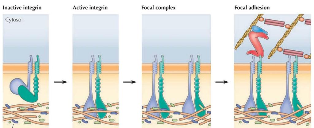 In hemidesmosomes: integrins link the basal lamina layer of the extracellular matrix to intermediate filaments via plectin.
