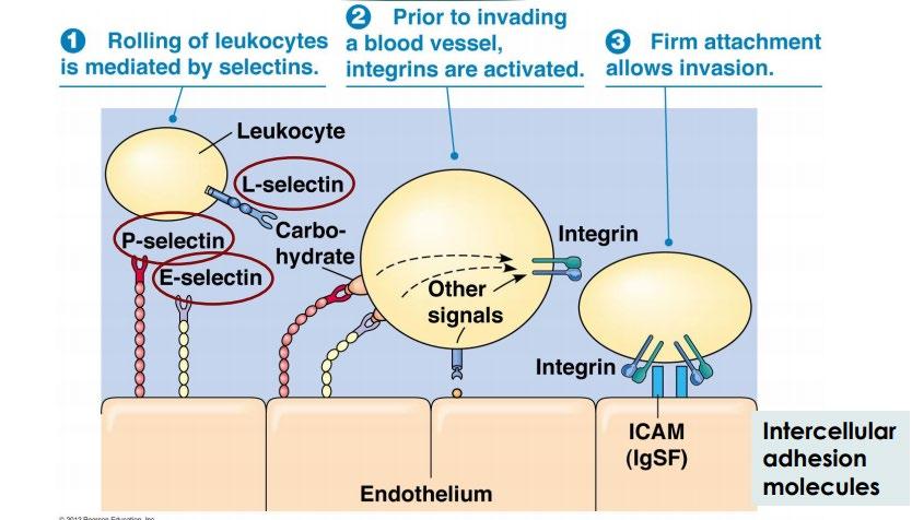 Leukocytes (white blood cell) are present in the blood circulation, but in case of Inflammation (can be caused by wound), they need to