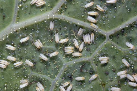 related to aphids, scales and mealybugs.