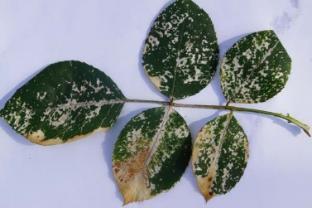 causing leaf yellowing, leaf distortion and