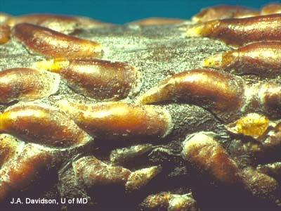 Scale Insects Scale insects are one of the most destructive groups