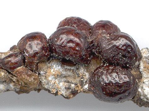 Scale insects are divided into two groups, soft scale and hard