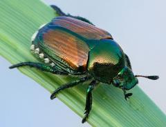 Beetles - Coleoptera Coleoptera is the largest