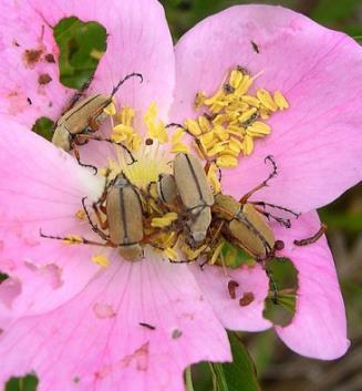 Rose Chafer Rose chafers feed on flower blossoms, especially