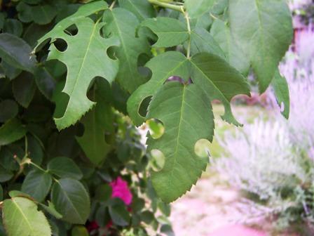 Leaf Cutter Bees It is unusual to see these insects at